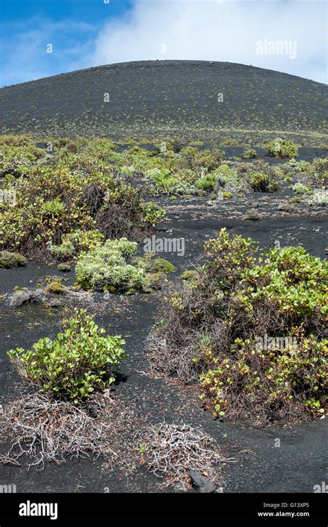 Cone Of Ash Lapilli And Volcanic Rock In Process Of Being Colonised By