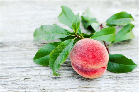 The Big Fruit Reached a Peach Grows on a Branch Stock Photo - Image of plant, agriculture: 141787272