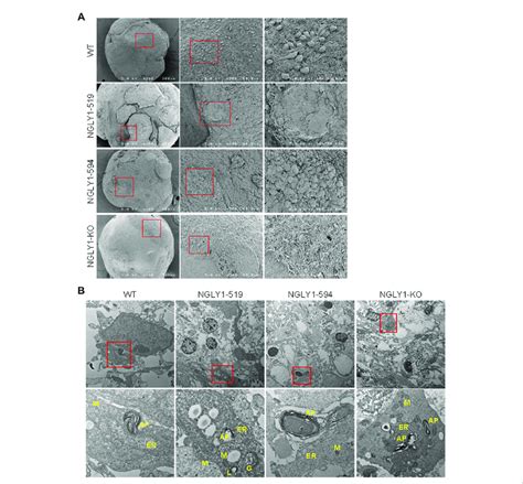 Electron Microscopy Characterization Of Midbrain Organoids A Sem