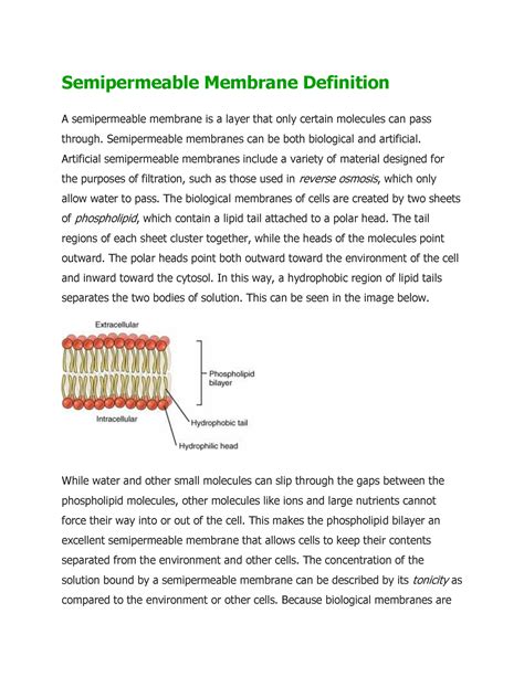 Semipermeable Membrane Definition Semipermeable Membranes Can Be Both