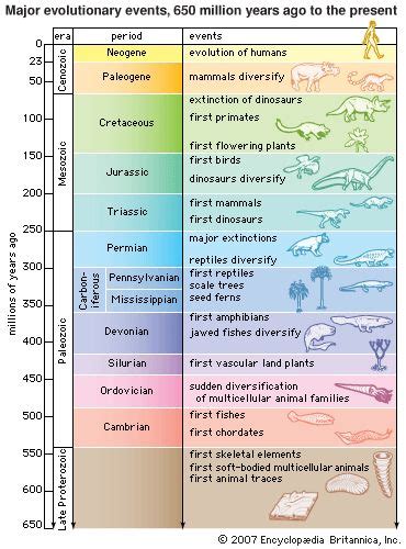 Art The Geologic Time Scale Showing Major Evolutionary Events From 650