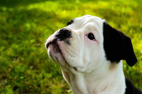 Bulldog Dog Animal Free Photo On Pixabay Pixabay