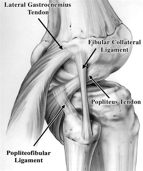 Imaging Of Athletic Injuries Of Knee Ligaments And Menisci Sports Imaging Series Radiology