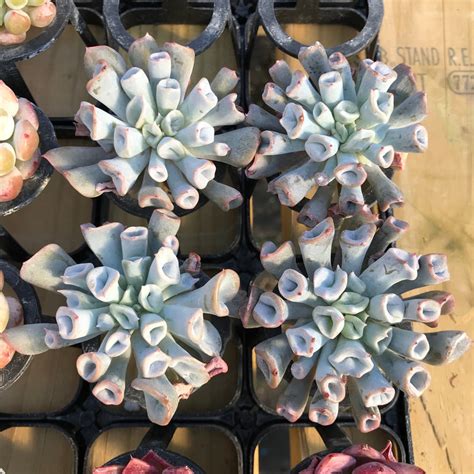 Echeveria 'Pig Nose' 2"-3" *Wholesale Set of 4* Succulent Plants – True ...