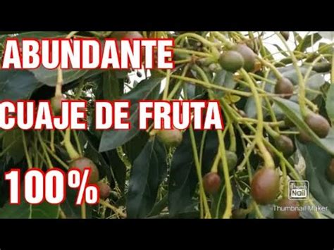 Cómo Tener ÉXITO en el Cultivo de Aguacate Hass Descubre el SECRETO