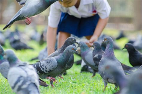 Feeding Birds Inthe Park Stock Photo Image Of Wild 38193168