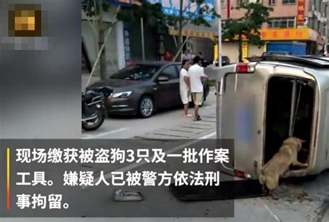 馬路現瘋狂的追逐，狗主人開車猛追偷狗賊，將其撞翻 每日頭條