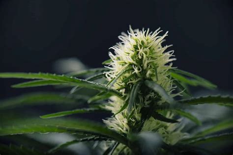 Marijuana Plant Stages for a Healthy & Potent Yield - The Seed Pharm