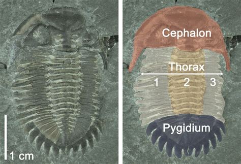 Sea Arthropods Fossils