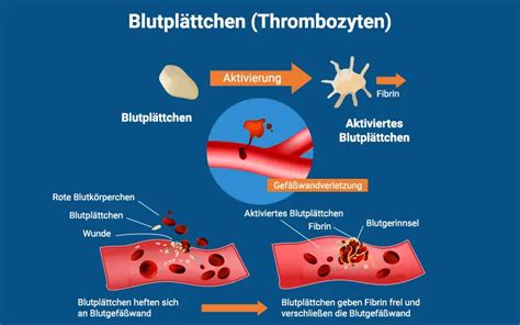 Mpv Wert Bedeutung Messung Im Blutbild Hebamme Fz