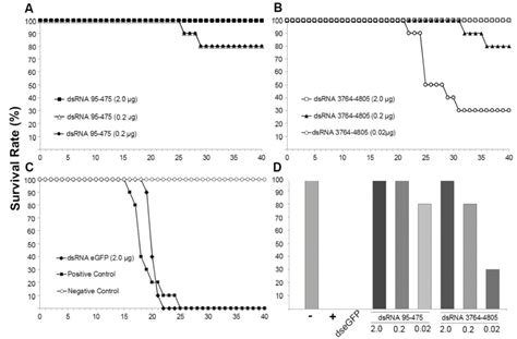 A) Shrimp survival post administration with dsRNA 95-475 and post IMNV ...