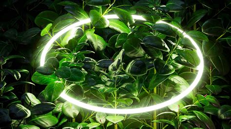 Download wallpaper 2560x1440 leaves, branches, neon, circle, glow widescreen 16:9 hd background