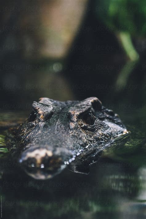 Head Of A Caiman Peeking Above The Water Surface Del Colaborador De