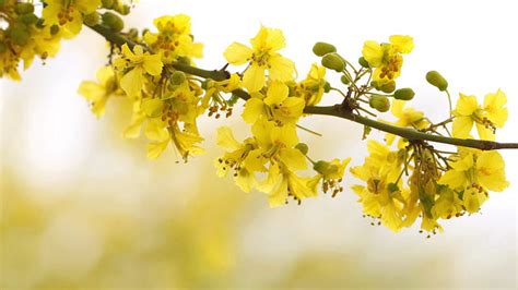 Blossom Spring Cherry Yellow Flowers Tree Branch In Blur Background