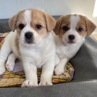 R Gammal Blandras Dansk Svensk G Rdshund Pekingese Och Tibetansk