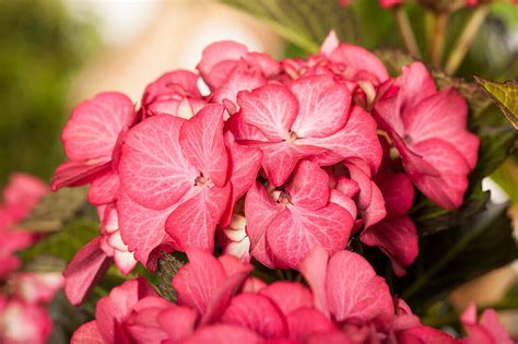 Hydrangea Macrophylla Baroque Angel Bild Kaufen