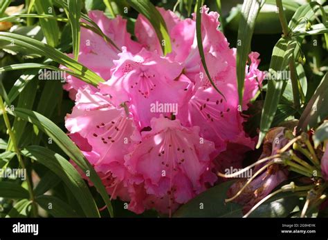 Cabeza de flor rododendro germania fotografías e imágenes de alta