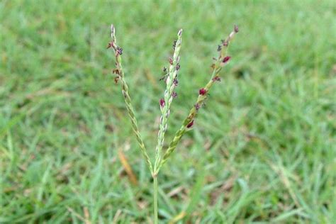 Digitaria Didactyla