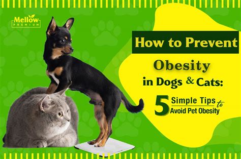 How To Prevent Obesity In Dogs And Cats 5 Simple Tips To Avoid Pet