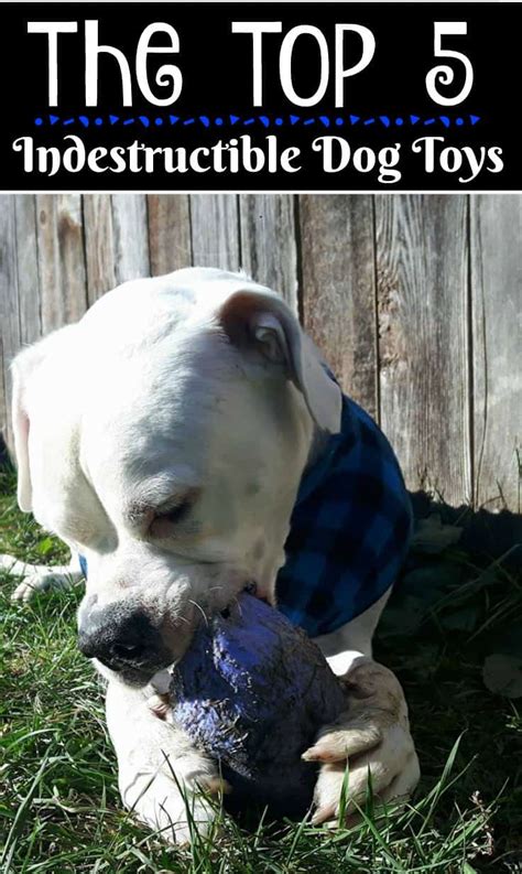 Indestructible Dog Toys For Bulldogs Wow Blog