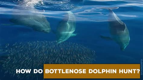 What Do Bottlenose Dolphins Eat? – sharksinfo.com