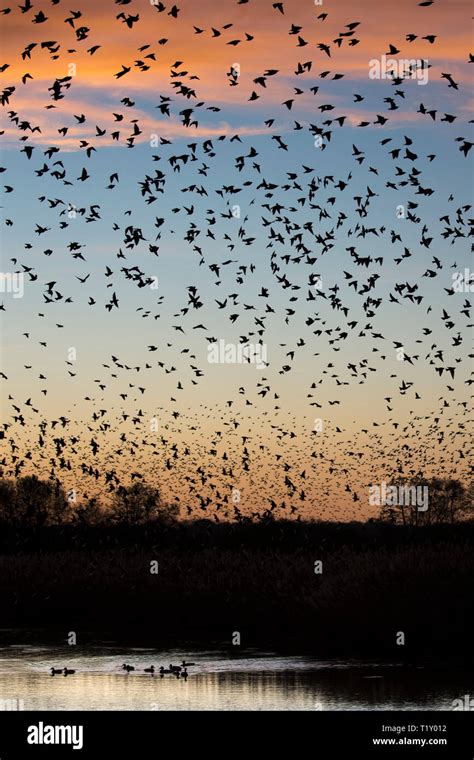 Spectacular sunset murmuration of starlings, thousands of birds in ...