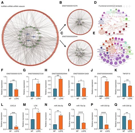 Identification Of Lncrna Mirna Mrna Networks In Late Onset Pre