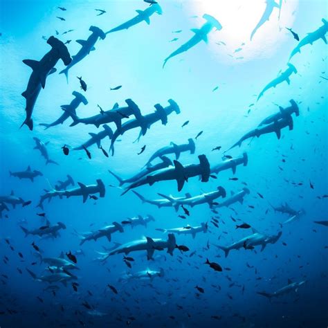 A Swarm Of Sharks Photographer Kimberly Jeffries Was Scuba Diving In