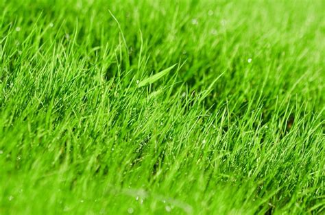 Premium Photo Green Grass With Dewdrops