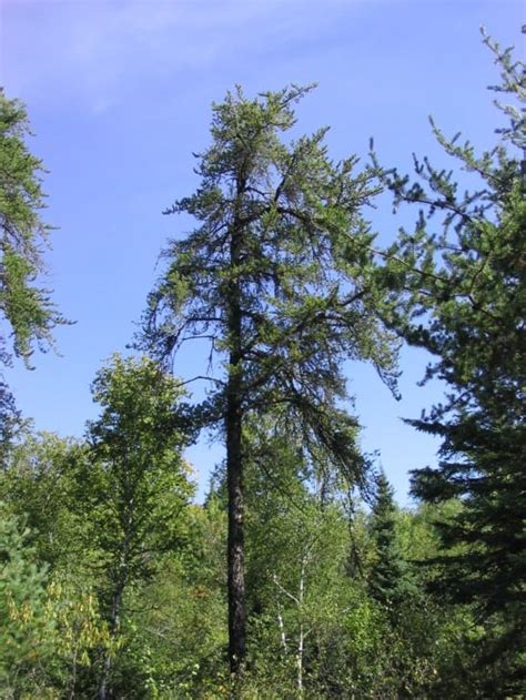 5 Prevalent Types Of Pine Trees In New England - ProGardenTips