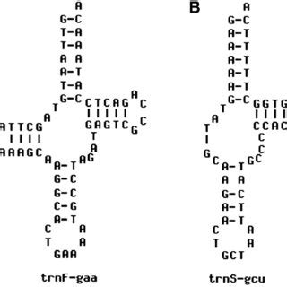 Secondary structures of tRNAs. The secondary structure of (A)-tRNA phe.... | Download High ...