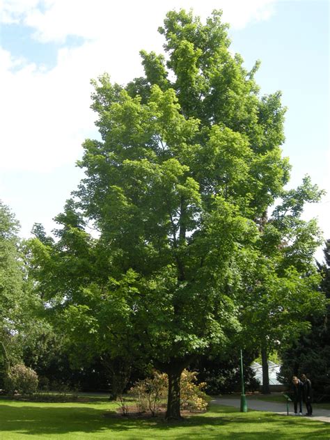 Sugar Maple (Acer saccharum) - Great Plains Nursery