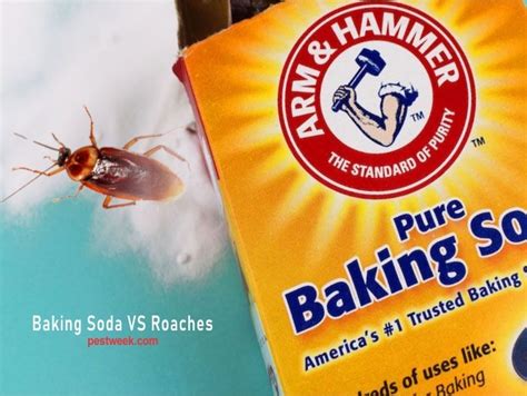 Does Baking Soda Kill Roaches Pestweek