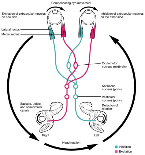 The Vestibular System and EOMs – Part 2 | Vestibular system, Anatomy ...