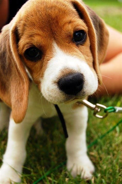 15 Signs Youre A Crazy Beagle Person And Damn Proud To Be