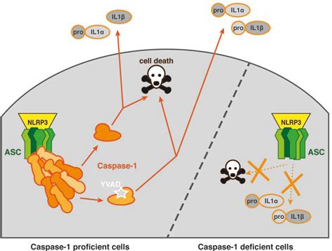 Figure 1 From Determining The Requirement Of Caspase 1 Catalytic