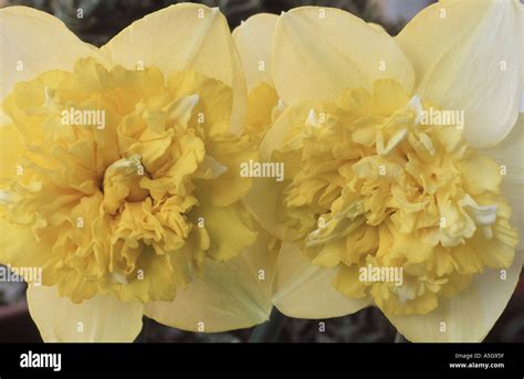 Narcissus 'Full House' Stock Photo - Alamy