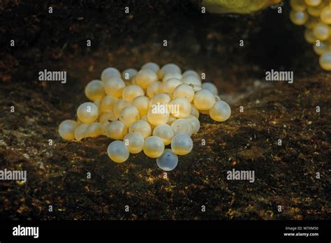 Sculpin (Procottus sp) eggs, Lake Baikal, Russia, May Stock Photo - Alamy