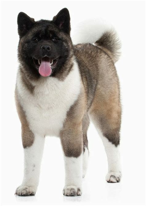 Akita Dog Breed: Appearance, Personality, History, Health Issues