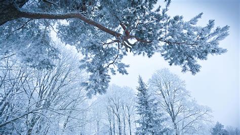 Fondos De Pantalla Invierno Bosque Fr O Nieve Rama Blanco