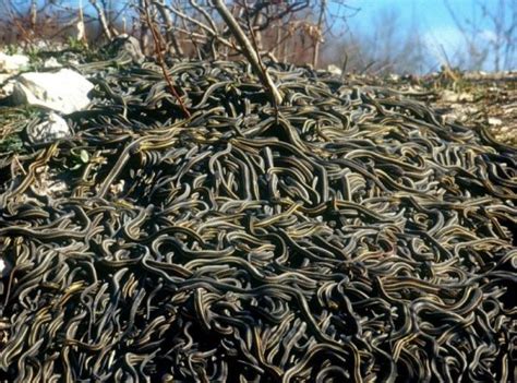 Создать мем "Клубок змей" - Картинки - Meme-arsenal.com