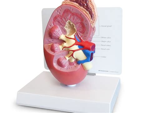 Veterinary Models | Animal Anatomy Models | AnatomyStuff