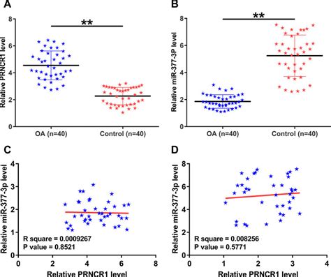 Long Non Coding Prncr Regulates The Proliferation And Apoptosis Of