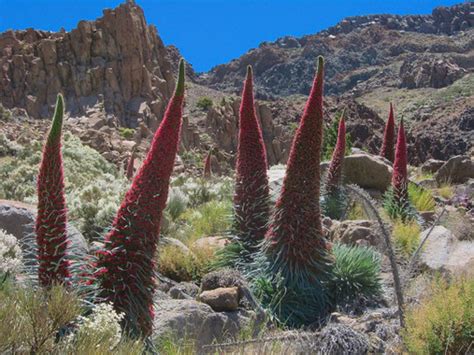 Flora And Fauna Of Teide Endangered By Bees Agroaldea