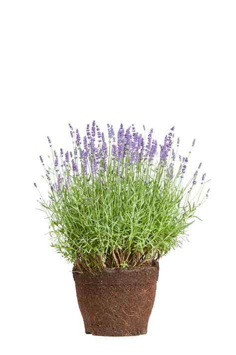 Lavandula Angustifolia Lavanda Elho® Give Room To Nature