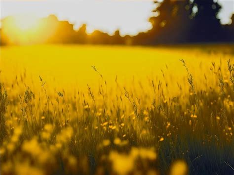 Premium Photo Abstract Soft Focus Sunset Field Landscape Of Yellow