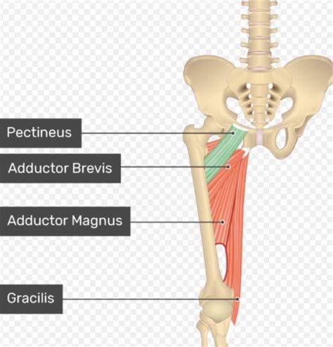 Msk Hip Flashcards Quizlet