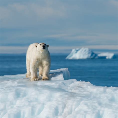 Polar Bears Climate Change: Stop Using Single-Use Plastic | Polar bear ...