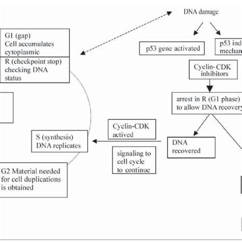 Synopsis Of Cell Cycle Regulation Cdk Cyclin Dependent Kinases