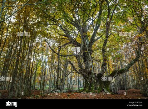 Faggio Del Pontone Hi Res Stock Photography And Images Alamy